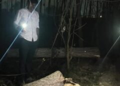 Bareli Uttar Pradesh: बरेली में पॉपुलर के पेड़ काटते चोर: ग्रामीणों को देख भागे, लाखों का नुकसान टला