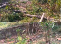 Raybareli news: तालाब की भूमि पर लगे यूकेलिप्टस के पेड़ काटने का मामला गरमाया, जांच शुरू