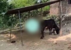 Raybareli News: निर्लज्जता की पार करदी सभी हदें गोवंश के साथ किए अप्राकृतिक यौनाचार का वीडियो वायरल